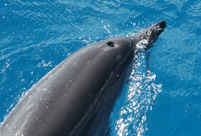 dolphins mauritius