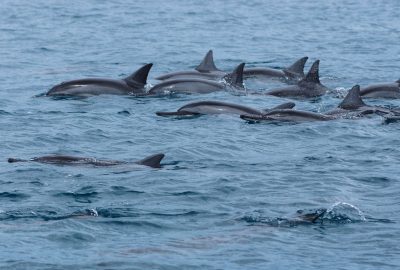 dolphin encounter mauritius